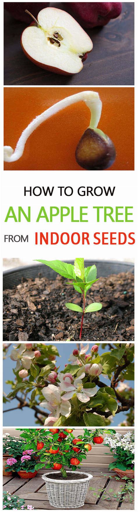 How To Grow An Apple Tree From Seed And Grafting Home Gardeners