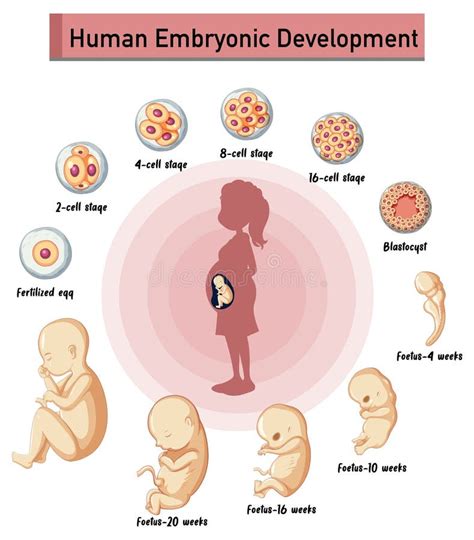 Desenvolvimento Embrionário Humano No Infográfico Humano Ilustração do