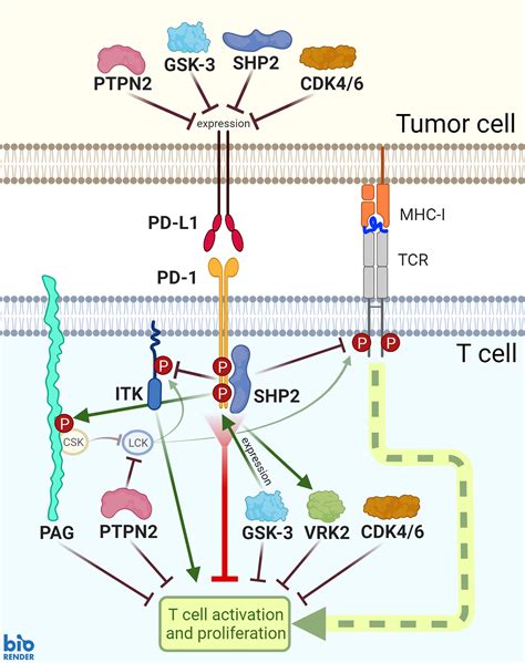 Frontiers Combination Approaches To Target PD 1 Signaling In Cancer