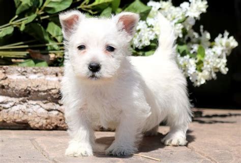 West Highland White Terrier Puppies For Sale Us 91 Ut 297078