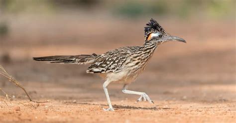 8 Birds That Live In Deserts Unianimal