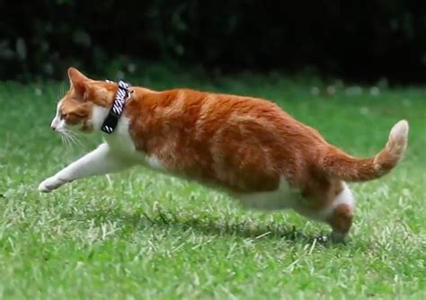 Cat Who Lost Two Left Legs Will Amaze You With What He Can Do Love Meow