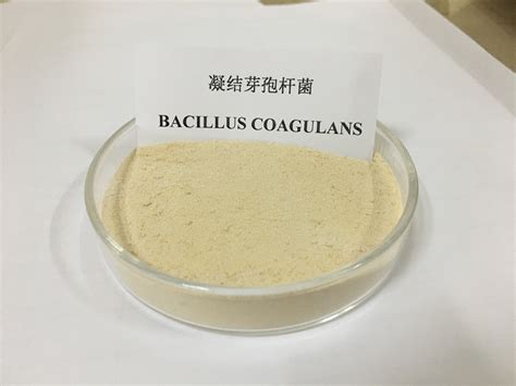 Food Additive Bacillus Coagulans To Promote Digestion High Content