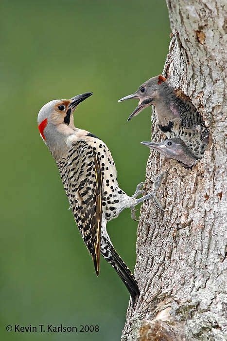 Northern Flicker Colaptes Auratus Male With Chicks Northern