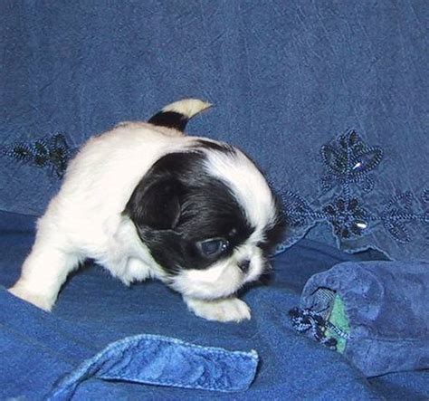 Japanese Chin Puppies For Sale Adoption From Red Deer