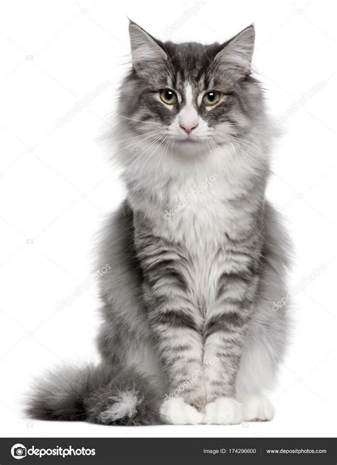 Gray And White Norwegian Forest Cat Petfinder