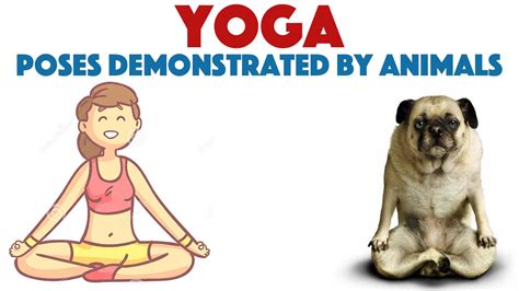 Yoga Poses Demonstrated By Animals Youtube