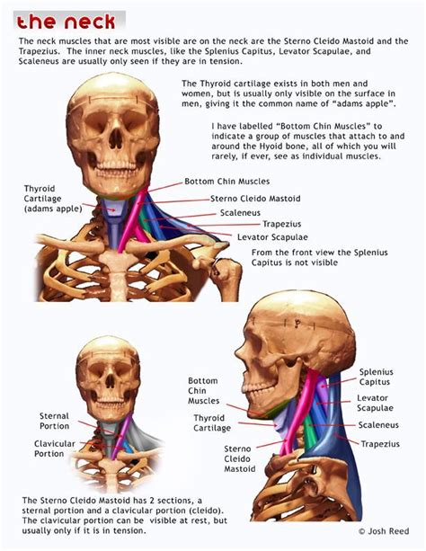 Muscle tendons are extremely important in reinforcing and stabilizing joints. 79 best images about Anatomy: Head on Pinterest | Best animation, Muscle and Comic