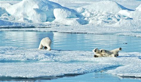Polar Bears In Northern Greenland Are Doing Better At The Moment