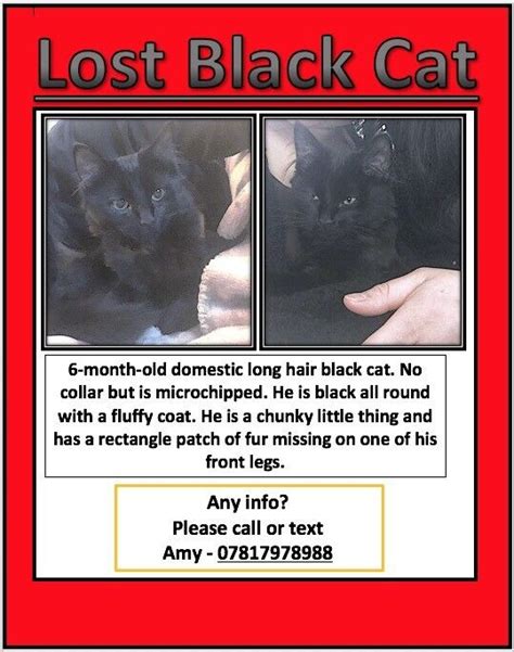 Missing Black Cat In Kings Lynn Norfolk Gumtree