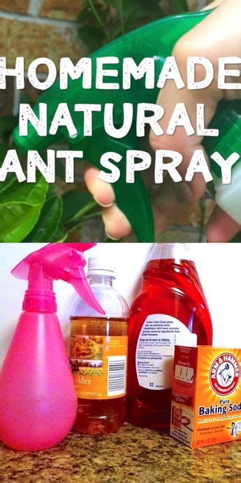 Only 4 ingredients needed and safe for indoor, outdoor use. Pin on Gardens