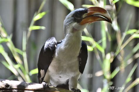 Karl klaus von der decken. CALAO DE DER DECKEN - VON DER DECKEN'S HORNBILL