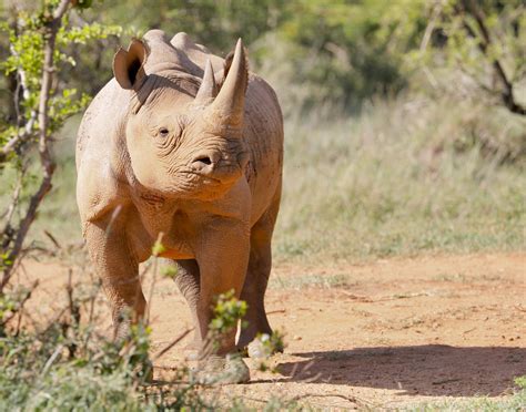 Rhino And Elephant Poaching Declines In Namibia Rhino Recovery Fund