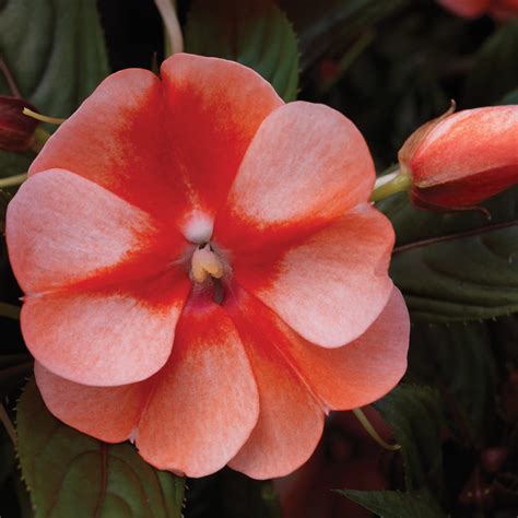 Impatiens New Guinea Florific Sweet Orange Milaegers
