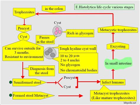 Amoebiasis Entamoeba Histolytica Life Cycle Diagnosis And