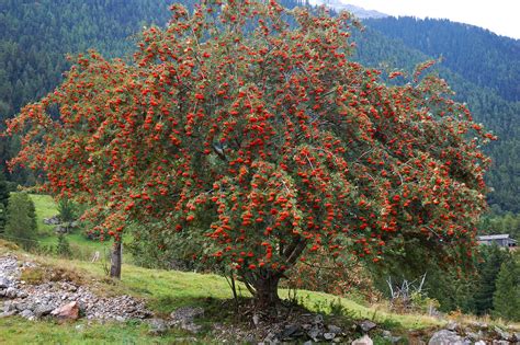 Rowan Tree A Magnificent Rowan Tree Just West Of Le Buet Flickr