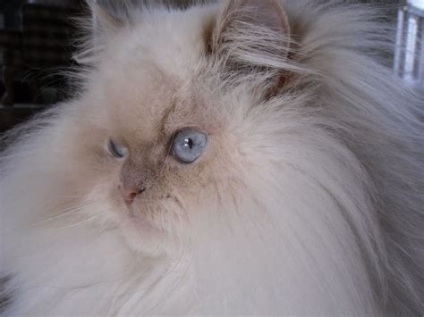 This boy is a purr baby who loves to play and interact with both people and other cats. doll face himalayan kittens | Adorable Persians ...
