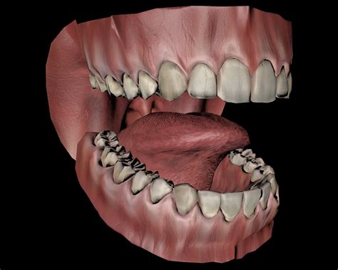 Mouth Teeth Tongue 3d Model Turbosquid 1564020