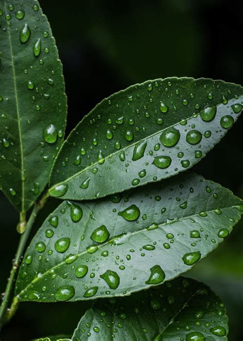 Hd Wallpaper Green Leaves With Water Drops Clean Close Up Dew