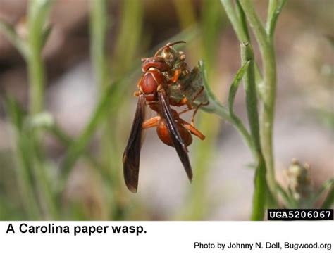 Paper Wasps For Caterpillar Management In The Landscape Nc State