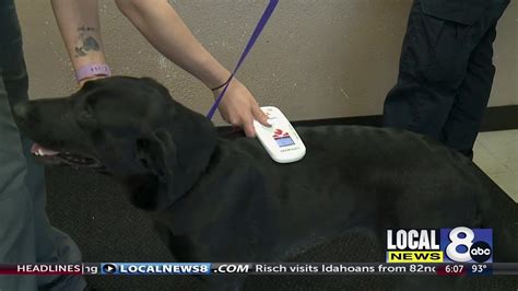 Idaho Falls Animal Shelter Offering 10 Microchips Ahead Of July 4