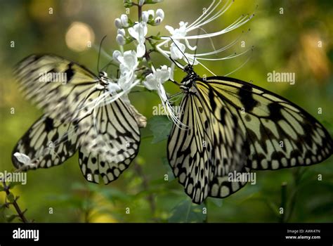 Philippines Manila Rizal Park Butterfly Enclosure Stock Photo Alamy