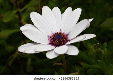 Single White African Daisy Flower Osteospermum Stock Photo