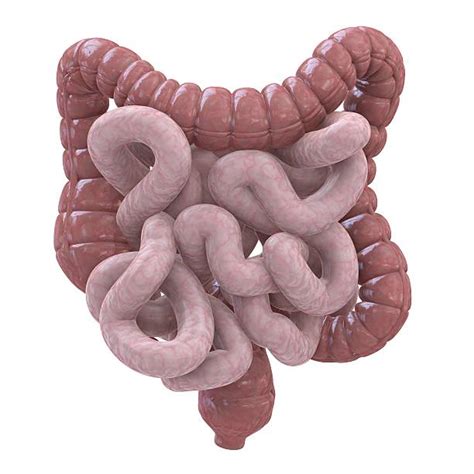 Human Small Intestine Pictures Images And Stock Photos Istock