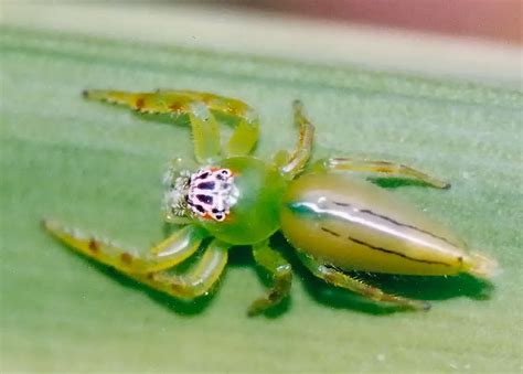 Aranha Verde é Venenosa