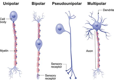 Types Of Neurons Queensland Brain Institute University Of Queensland