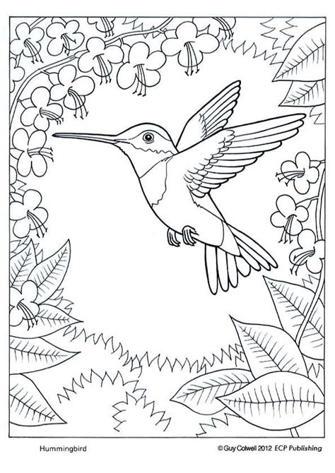 Read 11 unique photos of baby bat coloring page 74 best Humming Birds Art & Coloring images on Pinterest ...