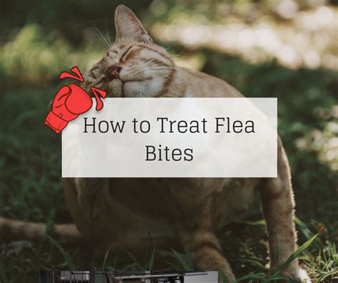Cat Flea Bites On Humans Treatment