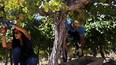 Tourists Pick Their Own Grapes At Chile Wine Harvest Fest Fox News