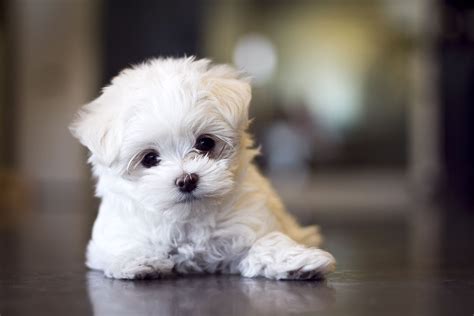 How Much Is A Micro Teacup Maltese Dog Love You