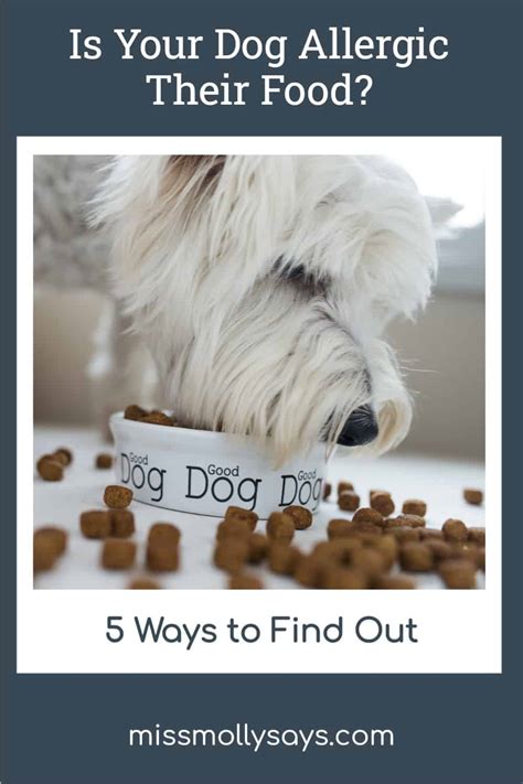Is Your Dog Allergic Their Food 5 Ways To Find Out Miss Molly Says