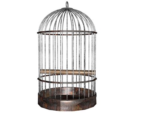 Cage Bird Png Transparent Image Download Size 1600x1280px