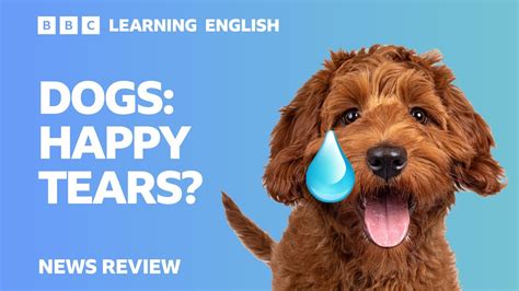 Dogs Happy Tears Bbc News Review Youtube