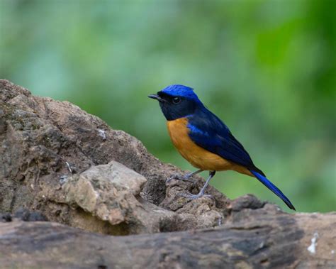 Rufous Bellied Niltava Niltava Sundara