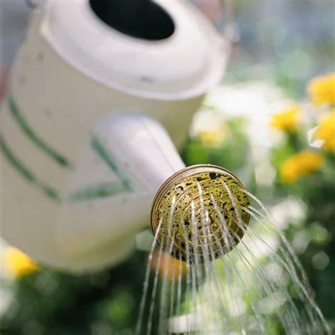 5 Gardening And Watering Tools That Will Solve Your Dry Yard Problems