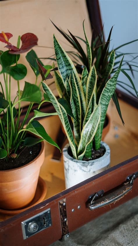 5 Indoor Plants To Improve Mental Health