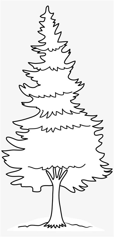 Pine Tree Outline Az Coloring Pages Sketch Coloring Page