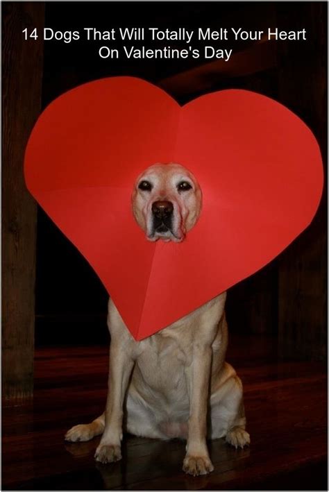 14 Dogs That Will Totally Melt Your Heart On Valentines Day
