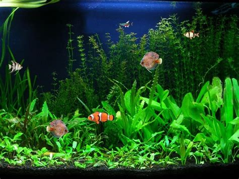 Free Fish Tank Wallpaper Screensavers Wallpapersafari