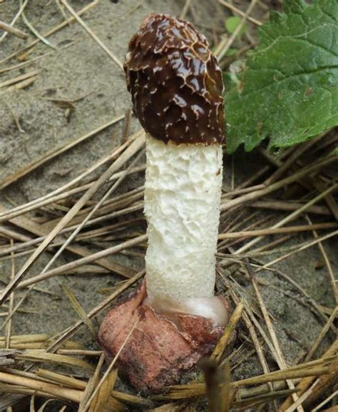 Phallus Hadriani Dune Stinkhorn Fungus