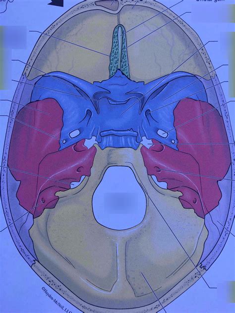 Superior View Of Cranial Cavity Diagram Quizlet