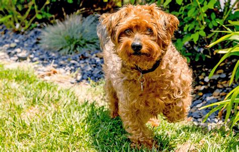 Yorkipoo Dogs The In Depth Dog Breed Guide