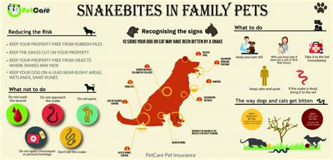 Snake Bites On Dogs And Cats Snakebite Symptoms Petcare