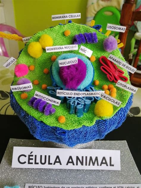 8 Ideas De Instituto Maquetas De Celulas Celula Eucariota Celula Animal