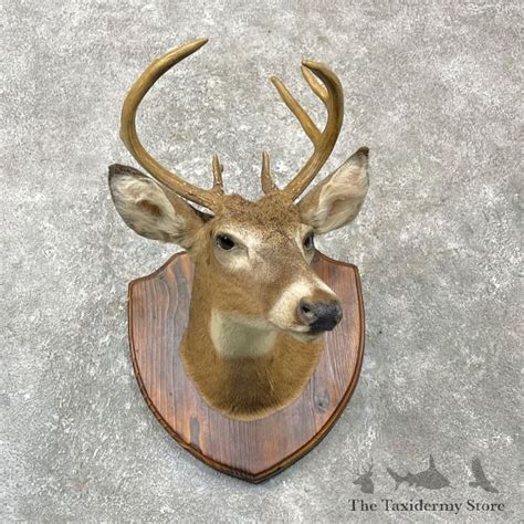 Whitetail Deer Shoulder Mount For Sale 27154 The Taxidermy Store