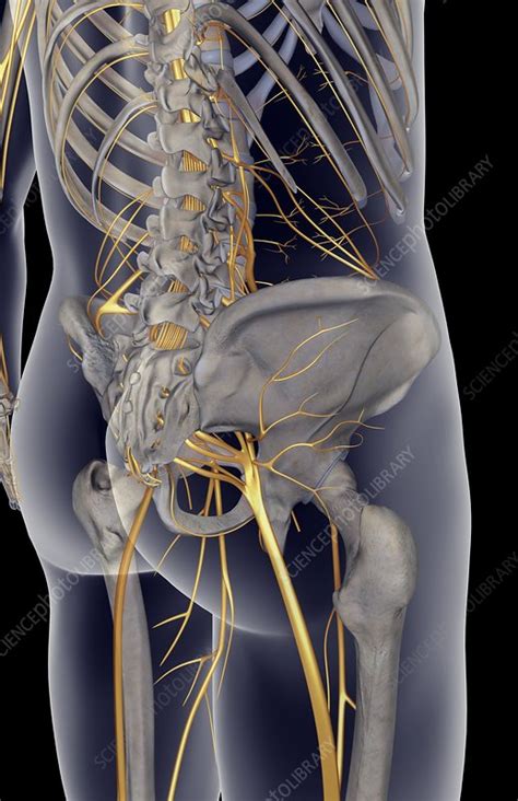 Terminology and joint/muscle action, upper body blood supply, overview of the nervous system and spinal nerves. The nerves of the lower body - Stock Image - C008/0985 ...